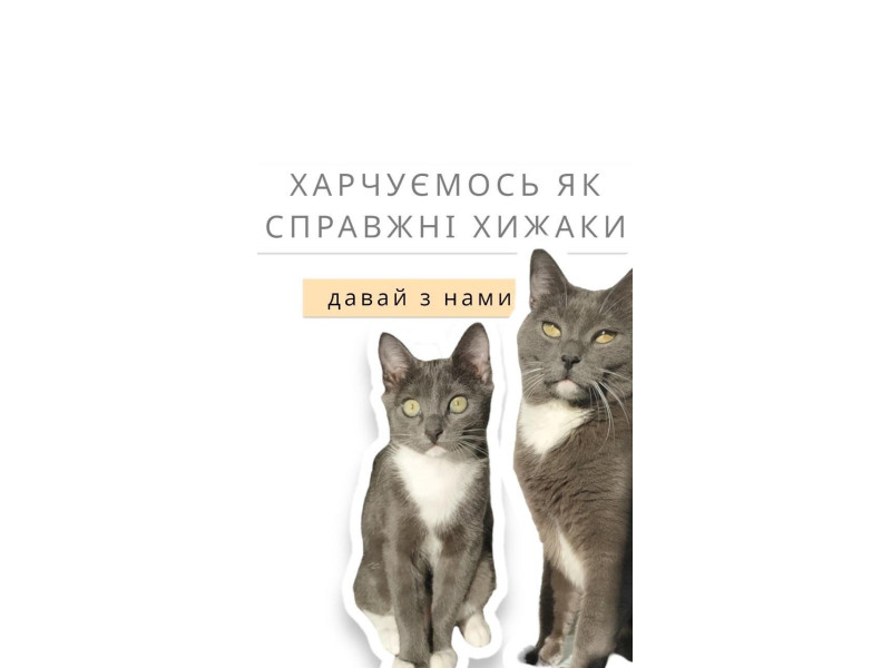 Привіт 😻 ми Паті і Томас 🐈‍⬛ Підписуйся на нашу сторінку про натуральне
