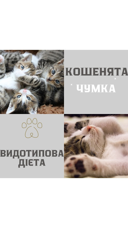 Панлейкопенія чумка у кошенят це завжди найстрашніший діагноз Вірогідність