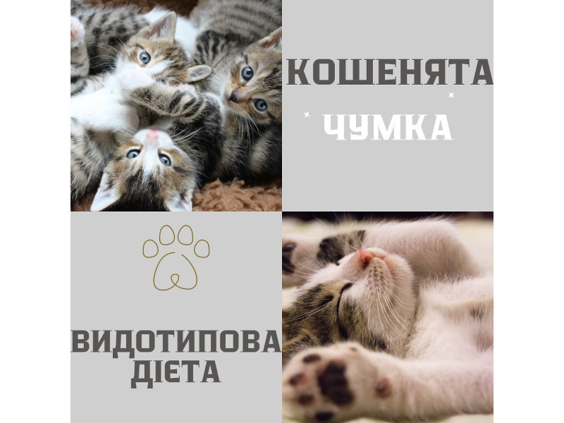 Панлейкопенія чумка у кошенят це завжди найстрашніший діагноз Вірогідність