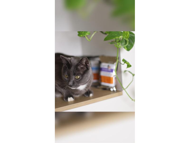 🥩 100% якість м’яса для вашого котика від Healthy Pet Будьте спокійні кожен корм