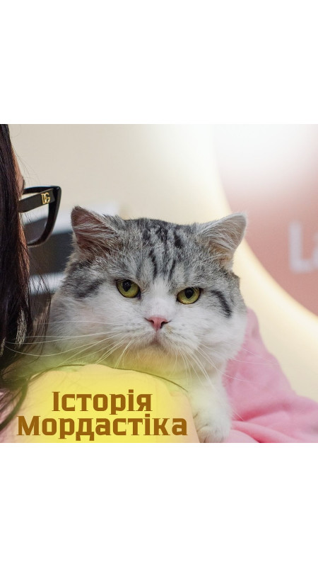На початку жовтня до нас звернулася власниця котячого притулку @lapki kharkiv