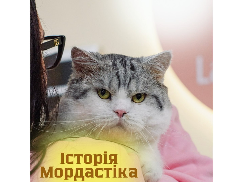 На початку жовтня до нас звернулася власниця котячого притулку @lapki kharkiv