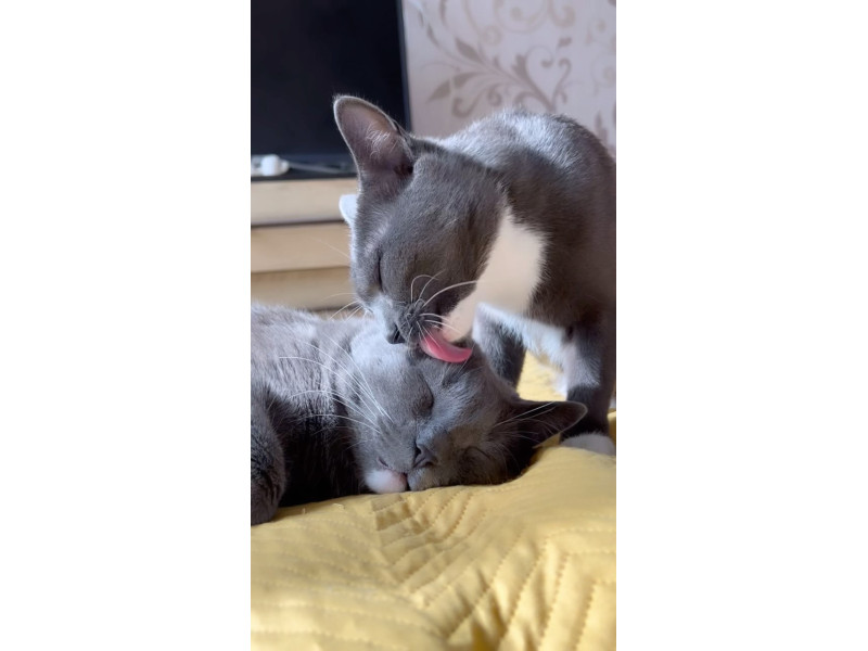 Люблю тебе Томас🐒 Особливо після смачного обіду від @hungrypet ua 🤤