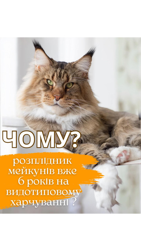 Здоровий прайд здорові кошенята з гарною генетикою мрія будь якої людини яка