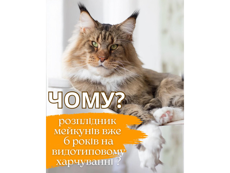 Здоровий прайд здорові кошенята з гарною генетикою мрія будь якої людини яка