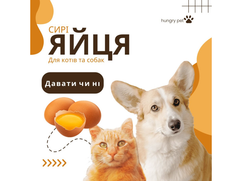 Чи можна котам та собакам яйця 🥚 Природний раціон кішки та собаки складається
