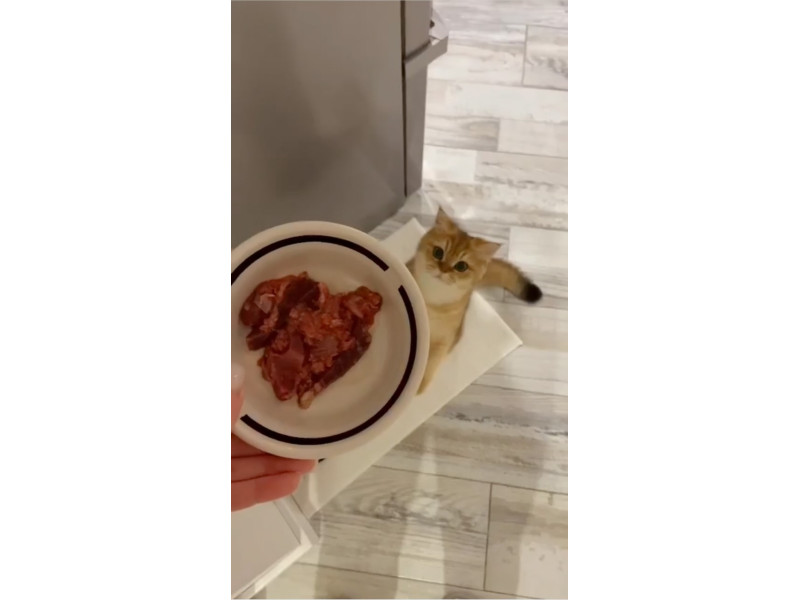 Найкращі ласощі та здорове харчування для ваших улюбленців 🤤🐾😻🐶 Смаколики сушені