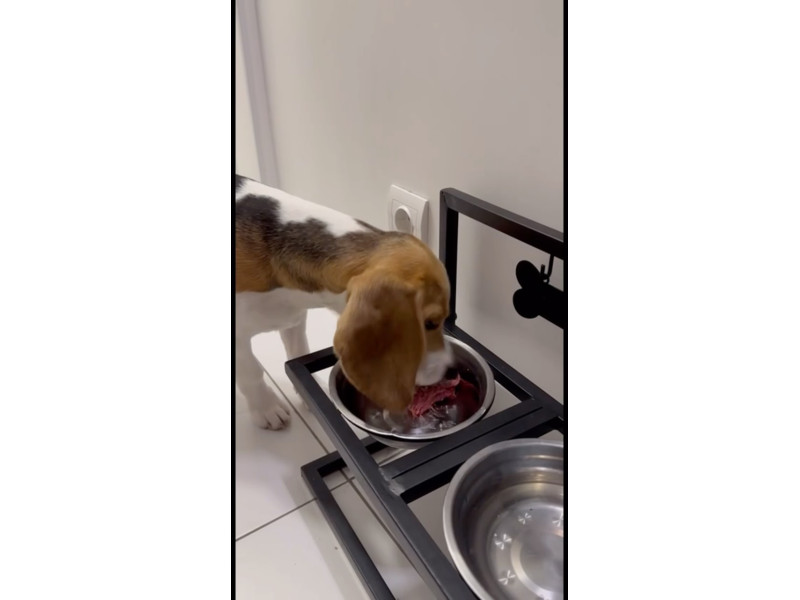 Наші сирі раціони від @hungrypet ua підкорюють цуциків ❤️ Цуценята й кошенята