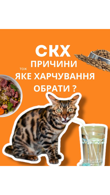 Сечокамяні хвороби входять в топ захворювань у котів Перше питання з якими до