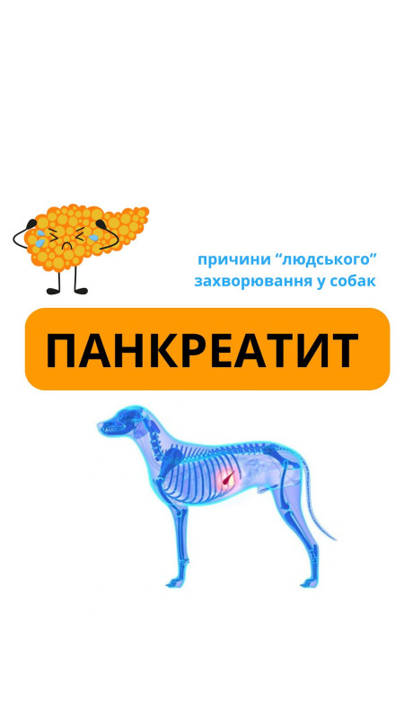 Панкреатит у собак відносно нове захворювання До комерціалізації собачих кормів