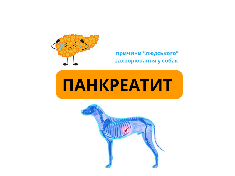 Панкреатит у собак відносно нове захворювання До комерціалізації собачих кормів