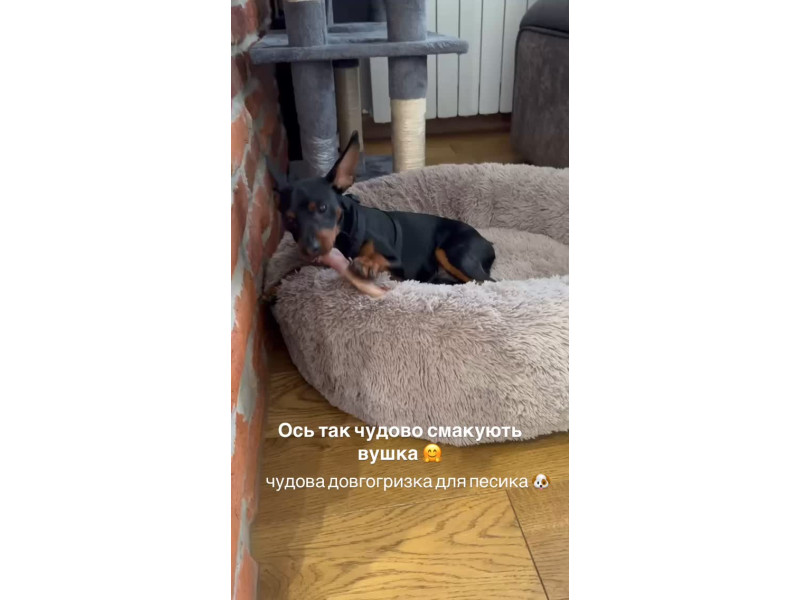 Свине вушко чудова довгогризка для песика бо чудово чистить зубки знімає зубний