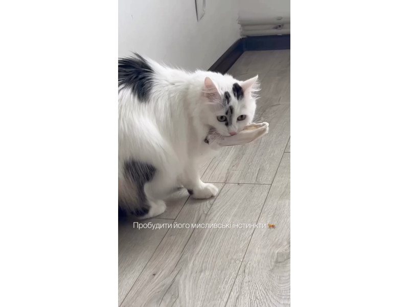 Новинка🙌 Сушене вухо кролика з хутром натуральна іграшка для котів та корисний