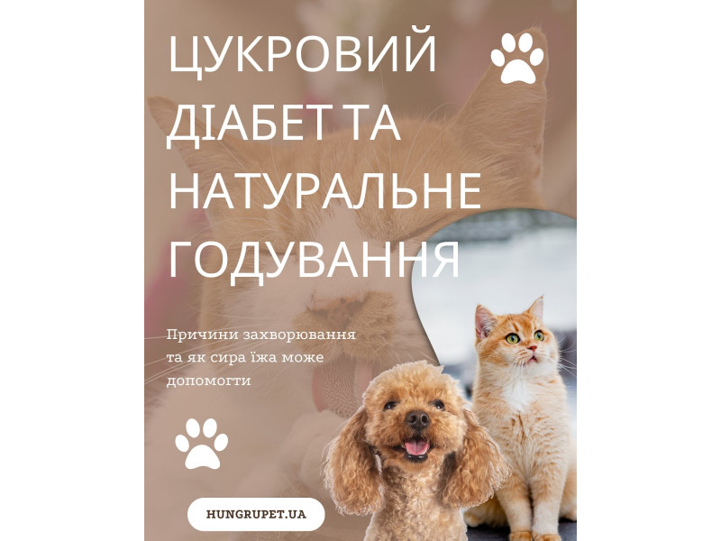 Цукровий діабет та харчування котів та собак 🐾 Звʼязок між цими двома складовими