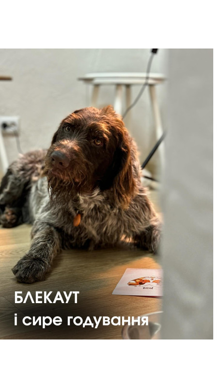 Друзі якщо знову зникає світло — не хвилюйтесь 💡 Ми вже проходили це разом і
