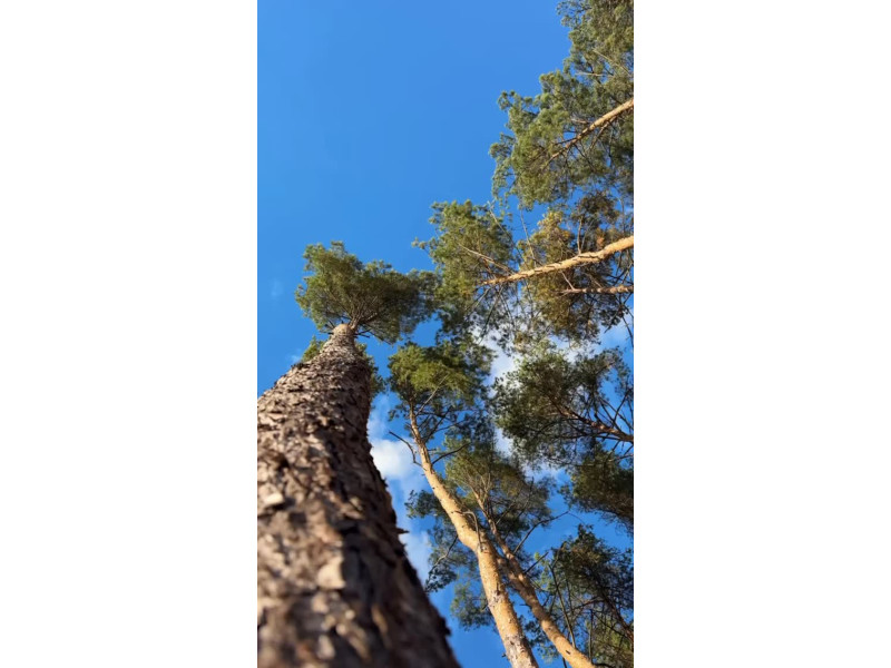 Осінній ліс аромат грибів і вірний друг поруч 🐾🍂 Справжній смак природи у