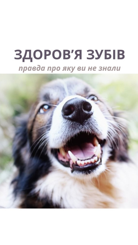 У наших раціонах @hungrypet ua кістки подрібнені тому вони не чистять зуби