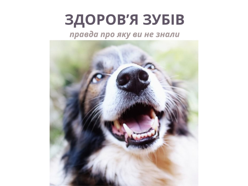 У наших раціонах @hungrypet ua кістки подрібнені тому вони не чистять зуби