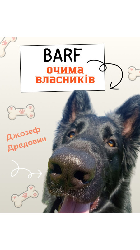 Це Джозеф Дредович🐕‍🦺 Переведений на сиру натуралку в 6 місяців зараз собаці 5