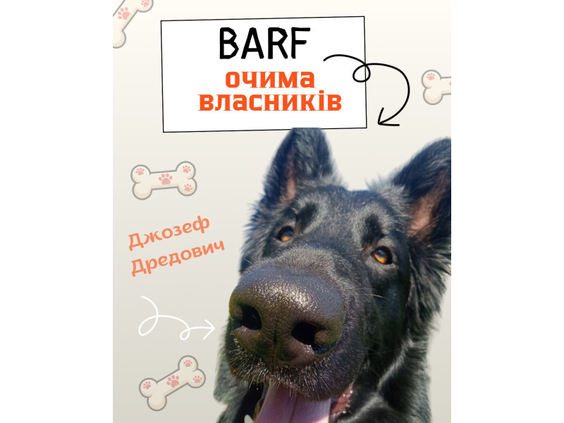 Це Джозеф Дредович🐕‍🦺 Переведений на сиру натуралку в 6 місяців зараз собаці 5